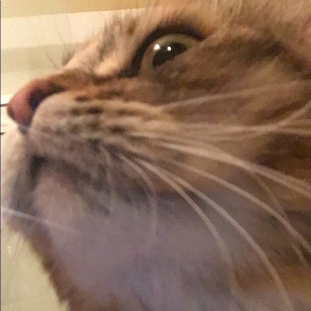 Meet your Posher, Sasha